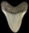 Bargain, Megalodon Tooth - North Carolina #65693-2